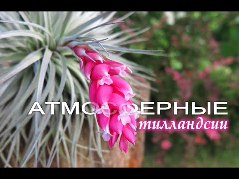 Видео: Атмосферные тилландсии это просто!