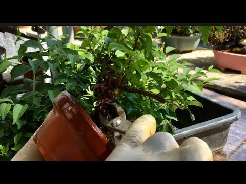 Видео: Добро пожаловать в мир бонсай Lapita Styrax любит воду В результате ствол покрывается мхом