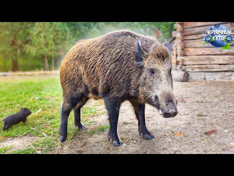 Видео: Завтра начинается охота. Как уберечь дикого кабана от охотников?