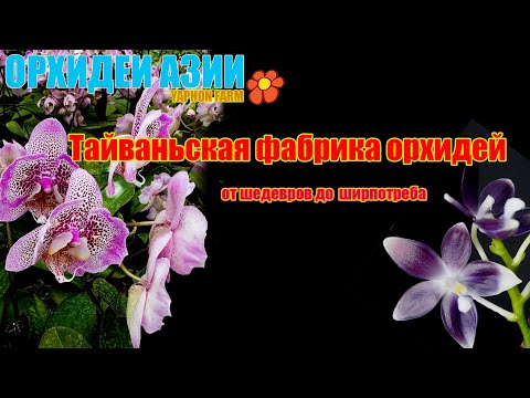 Видео: Фабрика по производству орхидей.