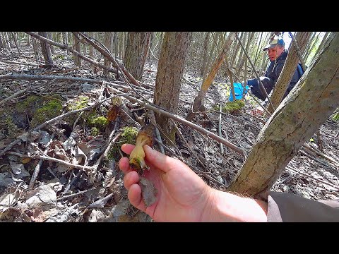 Видео: ЭТО БЕЗУМИЕ!!! МИЛЛИОН ГРИБОВ в МАЕ 2023! УСТАЛ КОСИТЬ ЭТИ ПОЛЯНЫ! Деликатесные грибы у болота!