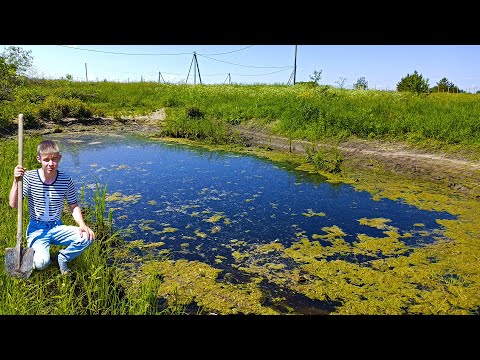 Видео: Пруд на даче превратился в болото! Пруд летом! Первые проблемы!