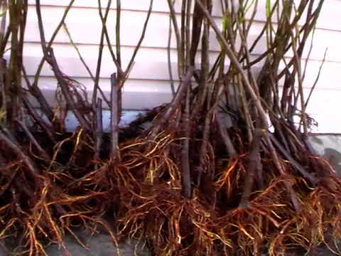 Видео: Саджанці інжиру на осінь 2025 та весну 2026 року.