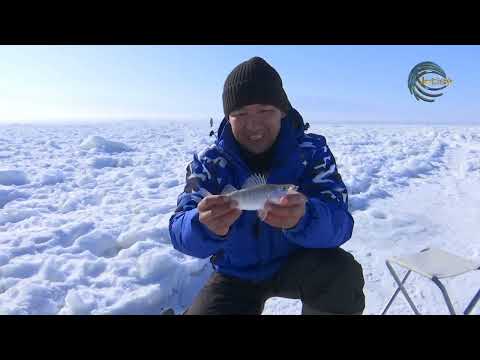 Видео: АЛАКӨЛДІҢ АЛАБҰҒАСЫ / ОЛЖА / 10.02.2024