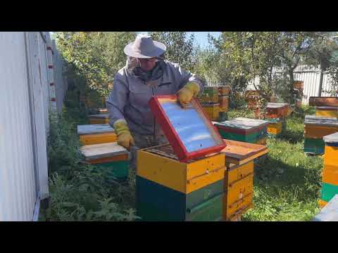 Видео: ГОТОВИМ ПЧЁЛ В ЗИМУ.