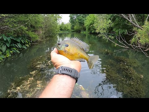 Видео: Лучшая наживка для синежаберных окуней, кроме червей! Вы будете в шоке!