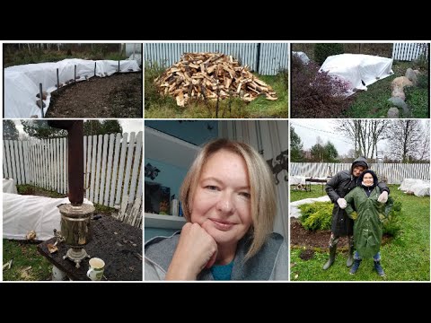 Видео: Укрытие роз! Сквозь тернии к розовому раю!🌹🌹🌹 Жизнь замечательных людей! 7 ноября 2023 г.