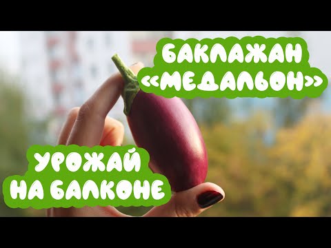Видео: Баклажан "Медальон": мой урожай на балконе