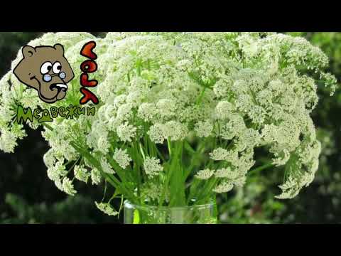 Видео: СНЫТЬ - часть 1 (Школа травоведения)