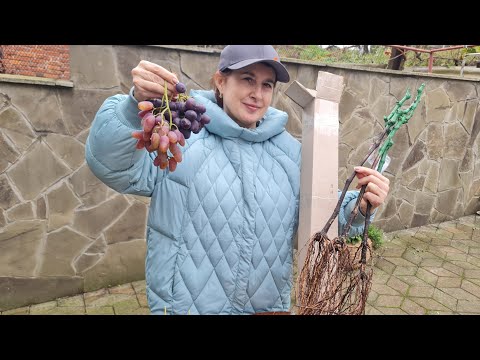 Видео: Поповнюємо свій Виноградник Новинками: Джавелін та ін. Сумщина.