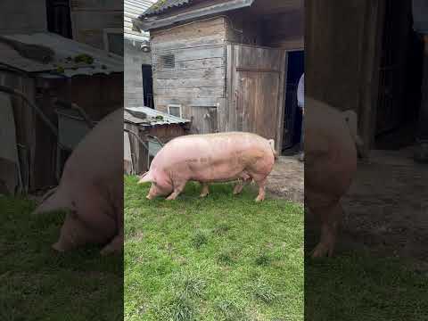 Видео: Не Манька а цілий Тюлень #villagelife #diy #pig #farm #animals #farming #village #animal