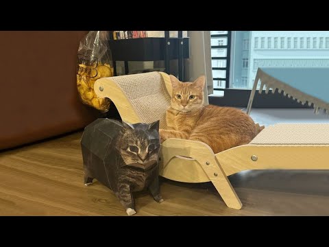 Видео: Подборка самых смешных котов 2025 года 🐱 Смеюсь до упаду! #95