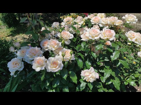 Видео: Зацветает ЧАНДОС БЬЮТИ-идеальная чайно-гибридная роза🤩 Какие красивые кусты!!!💖💖💖 .
