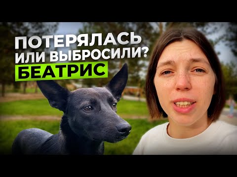 Видео: Как МАЛЕНЬКАЯ собачка оказалась на УЛИЦЕ? И куда ей теперь? Беатрис