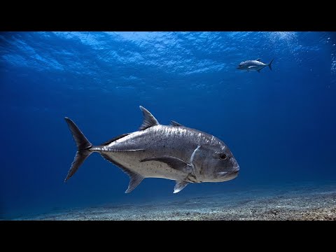 Видео: Каранкс - опасный морской хищник, охотящийся на птиц. Интересные факты о Каранксе