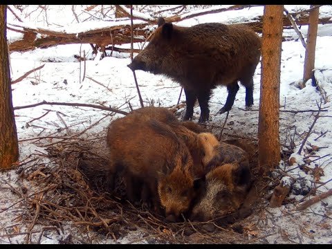 Видео: Сирота, убили  всю семью.