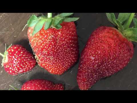 Видео: Выращивание клубники во Флориде: лучшее время для посадки, лучшие сорта и другие советы