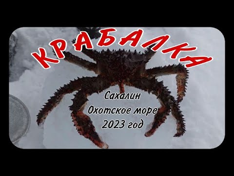 Видео: КРАБАЛКА на Сахалине 2023 год, Охотское море.