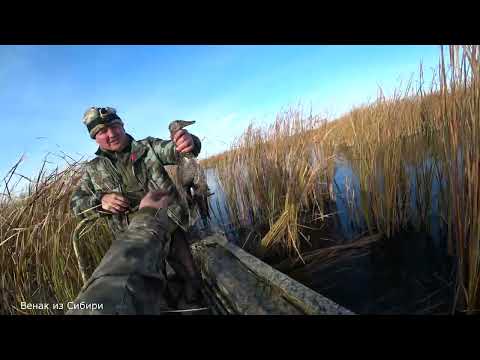 Видео: Утиная охота на болоте!
