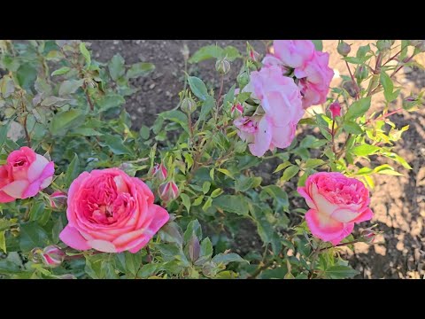 Видео: Грузинский питомник VARDOMANIA 🌹🌿☀️