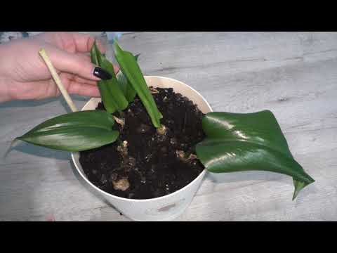 Видео: Эухарис! Амазонская лилия! Чудесное исцеление!