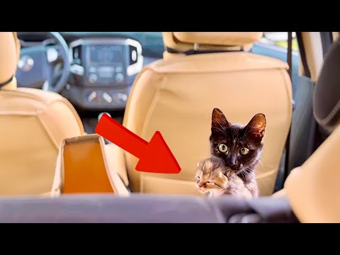 Видео: Я был в шоке! Кошка 🐱 поселилась в моей машине с котятами.😽🐈😘❤❤❤