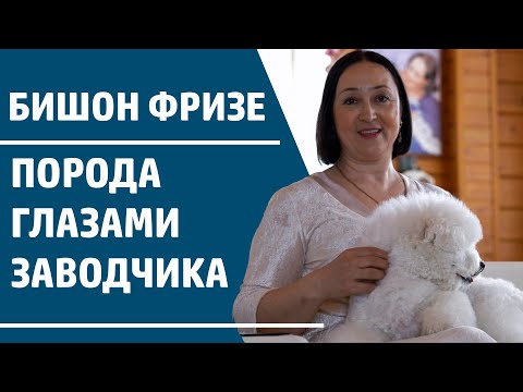 Видео: Интервью с заводчиком: порода бишон фризе