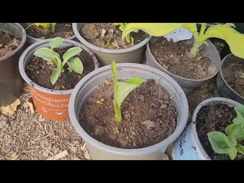 Видео: ‼️Хосты в горшках, как перезимовали,первое пробуждение(весна 2025).‼️🪴🪴🪴21/2025