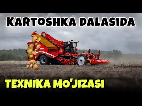 Видео: Картошка Импортига чек қўйиш даври яқинлашмоқда !!!
