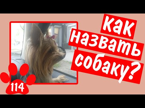 Видео: КАК НАЗВАТЬ СОБАКУ? 50 вариантов кличек для йоркширского терьера и других пород.