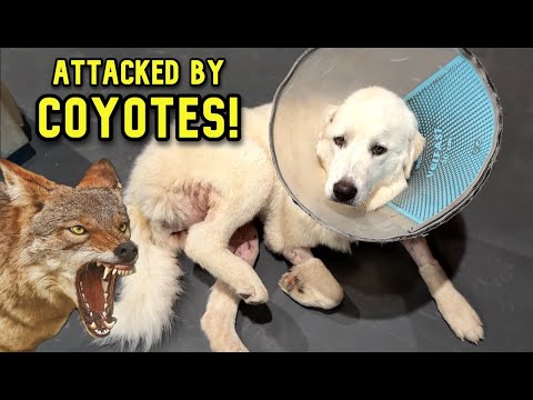 Видео: Не могу поверить, что она это пережила! (Атака)