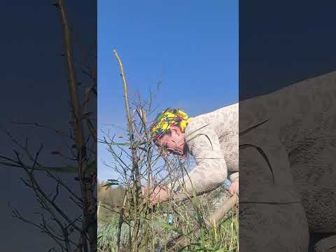 Видео: Відповідь на коментар чи брешу я ?