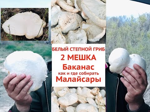 Видео: Как и где собирать грибы🍄🍄🍄  весной в степи, конец апреля fisherman 8