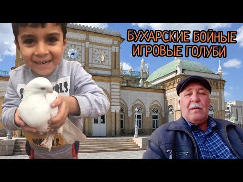 Видео: БУХАРСКИЕ ГОЛУБИ, СТИЛЬ ПОЛЕТА, И ИХ ВИД ОБЗОР, БУХАРА Г.КАГАН.ШАВКАТ🤝🫡👍🕊