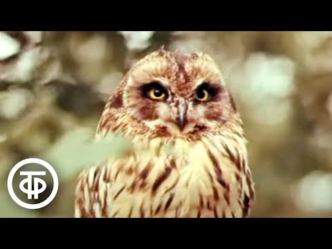 Видео: Охотничьи были. О Кабанском промышленном хозяйстве Бурятии (1981)
