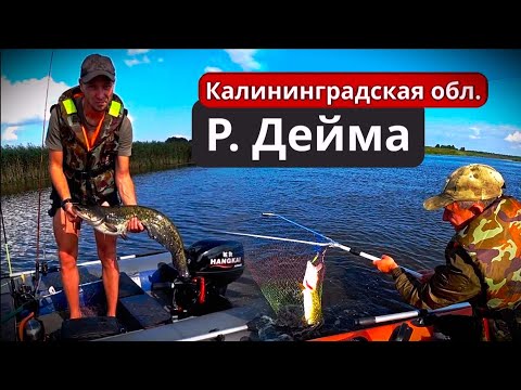 Видео: Троллинговая рыбалка на реке Дейма Калининградская область.