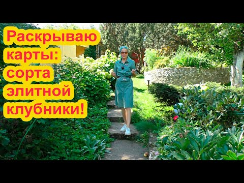 Видео: Размножаю элитную клубнику