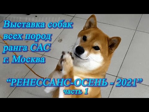 Видео: Москва. Октябрь 2021. ТРЦ "Чайна Таун". Выставка собак  "РЕНЕССАНС-ОСЕНЬ-2021" часть 1.