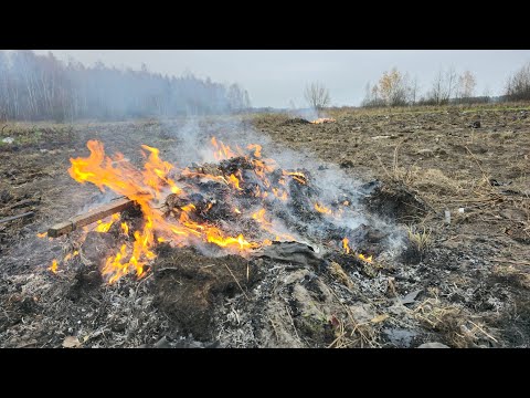 Видео: Уборка поля после 4 лет клубники на пленке, важно знать