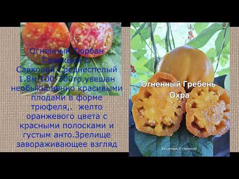 Видео: Каталог новинок сортов томатов на весну 2026 года