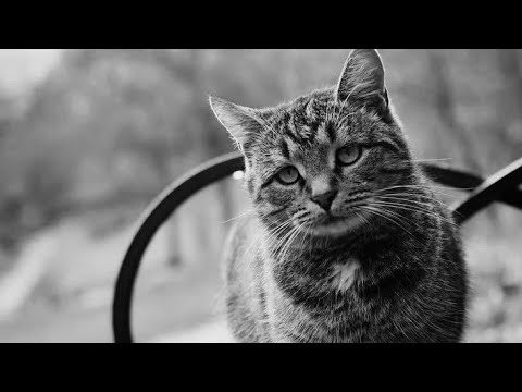 Видео: ВОДОЛЕЙ 💫 - СЪОБЩЕНИЯ ЗА ВАС 
