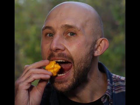 Видео: Кароліна ріпер – найгостріший перець у світі!