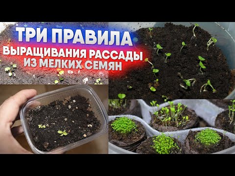 Видео: Три правила выращивания рассады из мелких семян