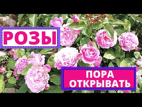 Видео: Как перезимовали РОЗЫ? Санитарная обрезка