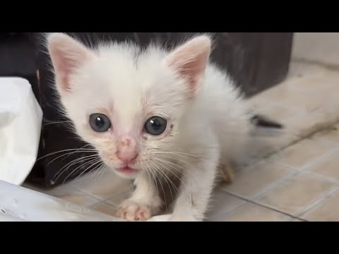 Видео: Судьба была жестока — она только что обрела счастье, а потом уснула навсегда.