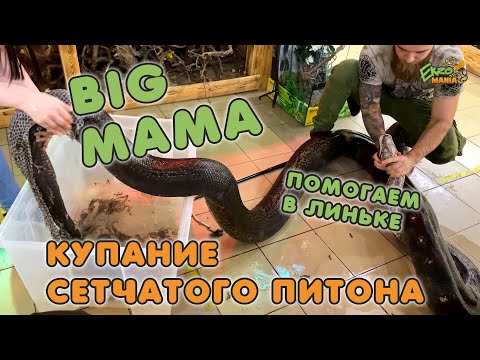 Видео: КУПАЕМ САМОГО БОЛЬШОГО СЕТЧАТОГО ПИТОНА