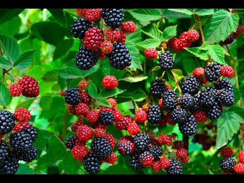 Видео: Вино из Ежевики - 2 часть