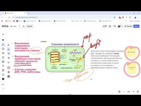 Видео: Ч3 Пластиды - двумембранные органоиды ЕГЭ биология цитология клетка