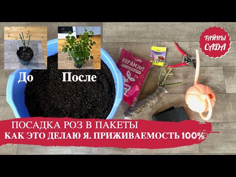 Видео: ПОСАДКА РОЗ ВЕСНОЙ. КАК Я САЖАЮ РОЗЫ В 5Л ПАКЕТЫ. САМЫЙ ПРОСТОЙ И НАДЁЖНЫЙ СПОСОБ. УКОРЕНЕНИЕ 100%