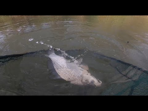Видео: В погоне за карасем.
